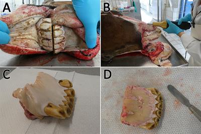 Isolation and cultivation as well as in situ identification of MSCs from equine dental pulp and periodontal ligament